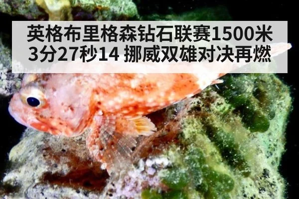英格布里格森钻石联赛1500米3分27秒14 挪威双雄对决再燃